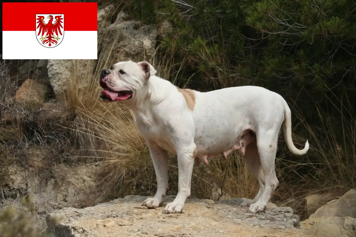 Buldog amerykański szczenięta i hodowcy Brandenburg Tutaj znajdziesz hodowców Buldogi amerykańskie w Brandenburg.
