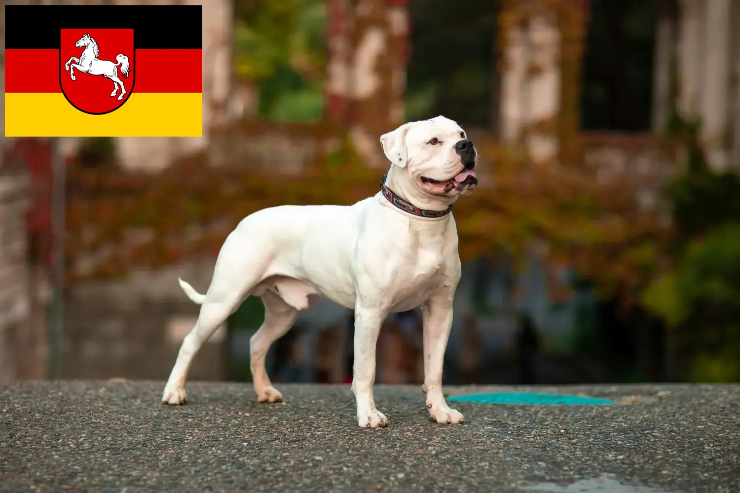 Buldog amerykański szczenięta i hodowcy Dolna Saksonia Tutaj znajdziesz hodowców Buldogi amerykańskie w Dolna Saksonia.
