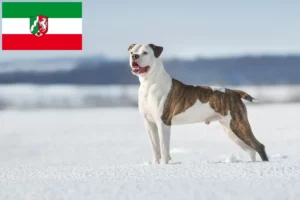 Read more about the article Hodowcy i szczenięta Buldog amerykański w Nadrenia Północna-Westfalia