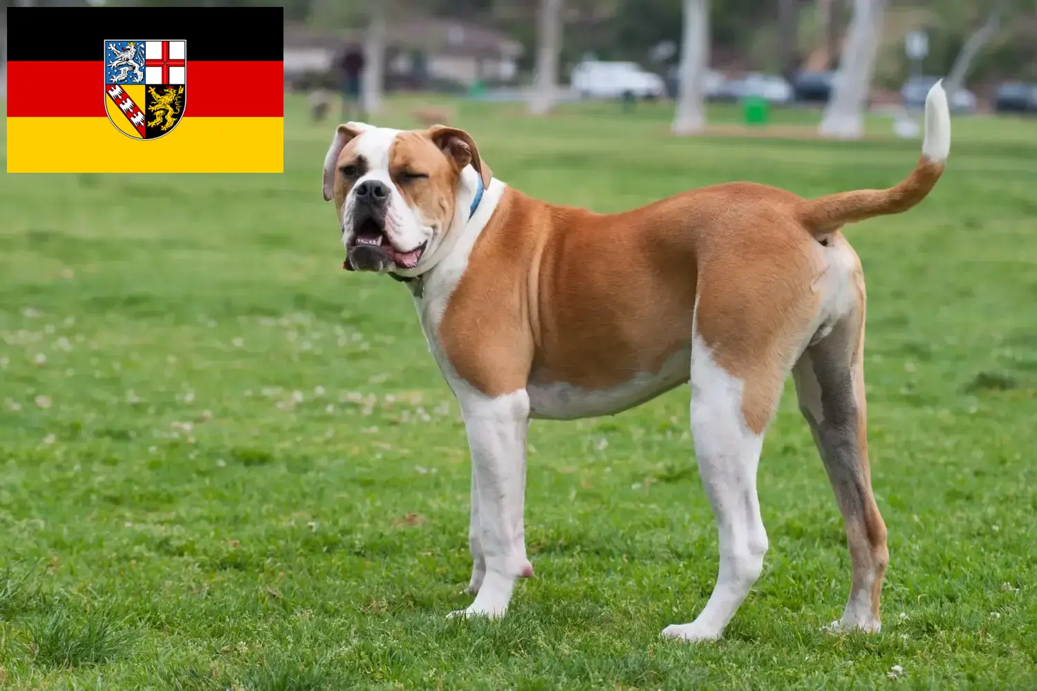 Buldog amerykański szczenięta i hodowcy Kraj Saary Tutaj znajdziesz hodowców Buldogi amerykańskie w Kraj Saary.