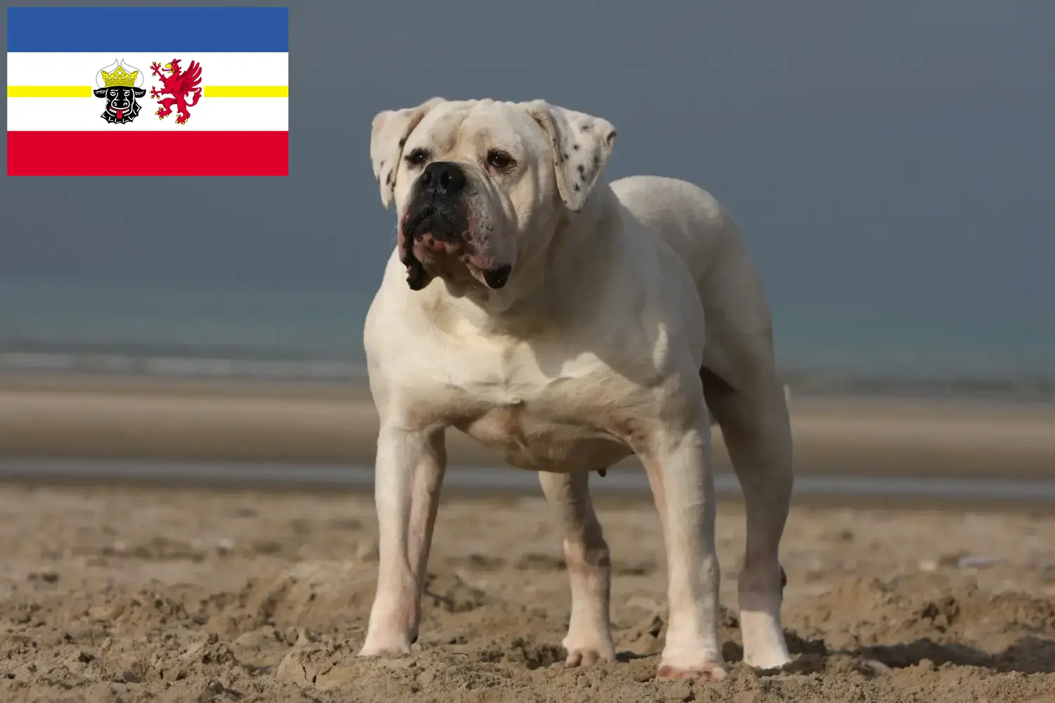 Buldog amerykański szczenięta i hodowcy Meklemburgia-Pomorze Przednie Tutaj znajdziesz hodowców rasy Buldog amerykański w Meklemburgia-Pomorze Przednie.