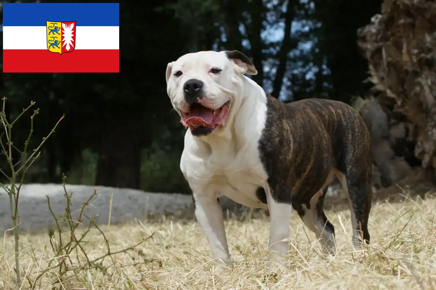 Read more about the article Hodowcy i szczenięta Buldog amerykański w Szlezwik-Holsztyn