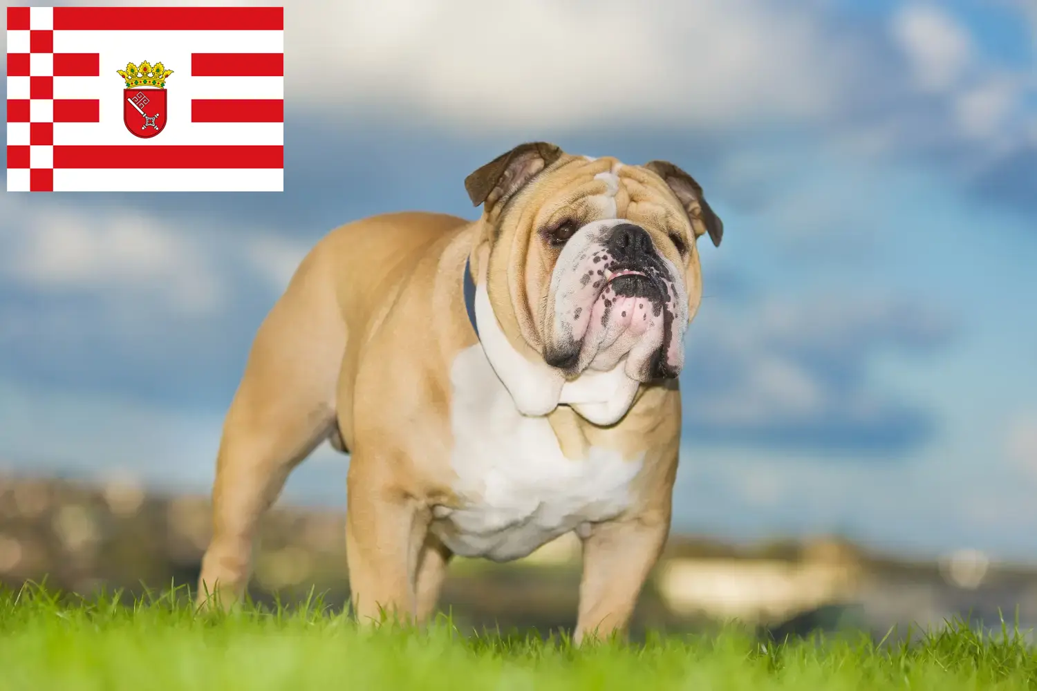 Buldog angielski szczenięta i hodowca Brema Tutaj znajdziesz hodowców rasy Buldog angielski w Brema.