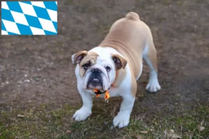 Read more about the article Hodowcy i szczenięta Buldog angielski w Bawaria