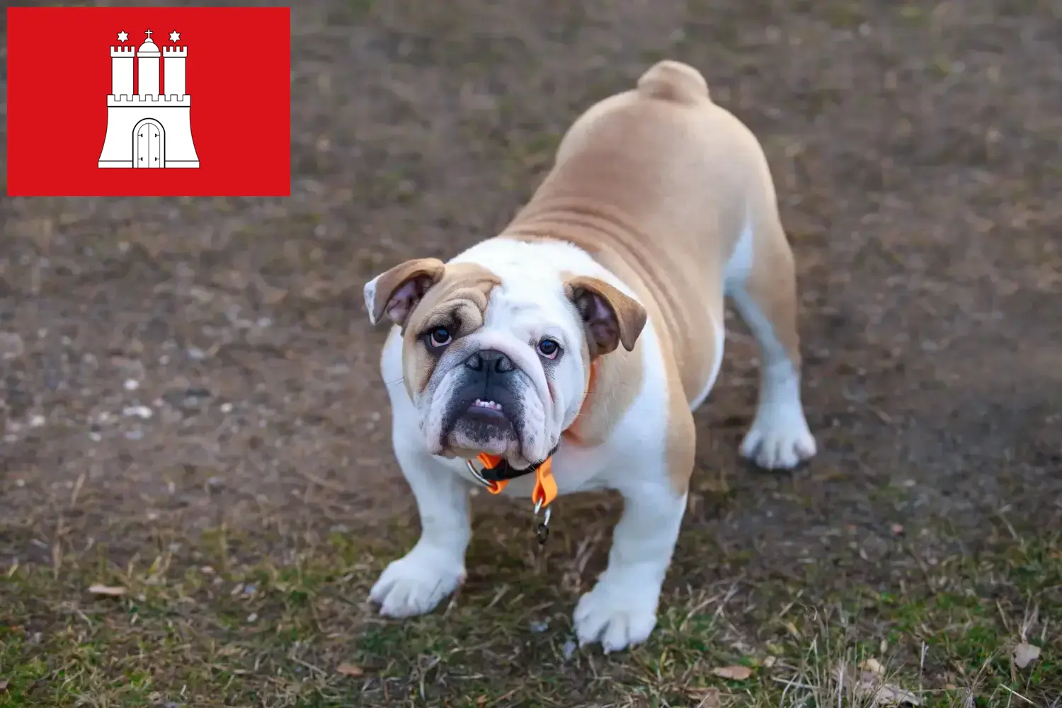 Buldog angielski szczenięta i hodowca Hamburg Tutaj znajdziesz hodowców rasy Buldog angielski w Hamburg.