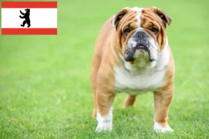 Read more about the article Hodowcy i szczenięta Buldog angielski w Berlin