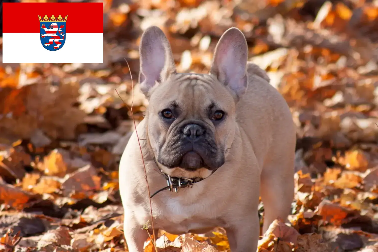 Buldog francuski szczenięta i hodowca Hesja Tutaj znajdziesz hodowców rasy Buldog francuski w Hesja.
