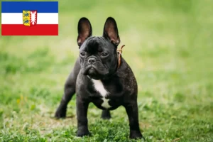 Read more about the article Hodowcy i szczenięta Buldog francuski w Szlezwik-Holsztyn