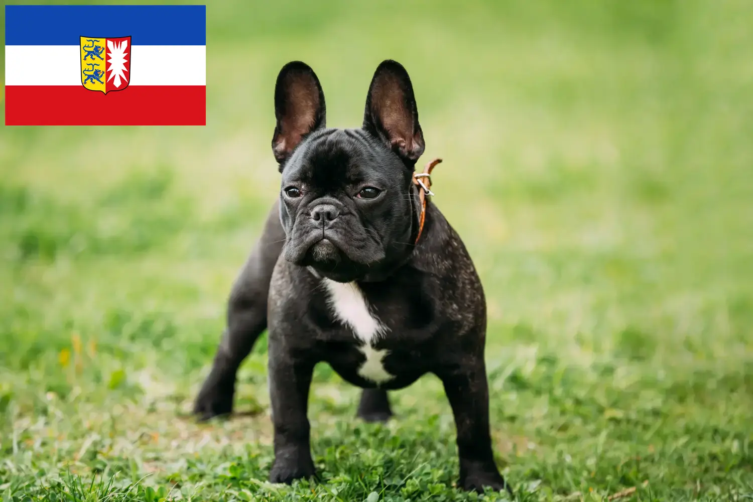 Read more about the article Hodowcy i szczenięta Buldog francuski w Szlezwik-Holsztyn