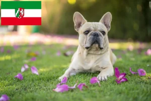 Read more about the article Hodowcy i szczenięta Buldog francuski w Nadrenia Północna-Westfalia