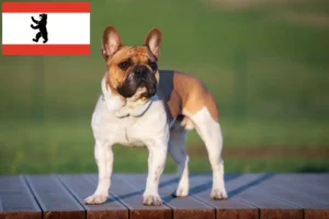 Read more about the article Hodowcy i szczenięta Buldog francuski w Berlin