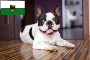 Read more about the article Hodowcy i szczenięta Buldog francuski w Saksonia