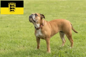 Read more about the article Hodowcy i szczenięta Buldog kontynentalny w Badenia-Wirtembergia