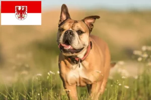 Read more about the article Hodowcy i szczenięta Buldog kontynentalny w Brandenburgia