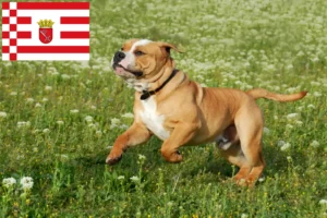 Read more about the article Hodowcy i szczenięta Buldog kontynentalny w Brema