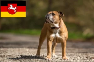 Read more about the article Hodowcy i szczenięta Buldog kontynentalny w Dolna Saksonia