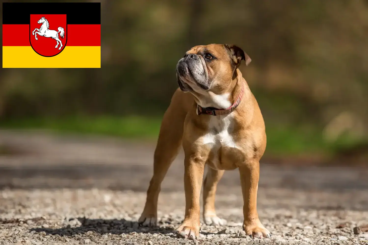 Buldog kontynentalny szczenięta i hodowcy Dolna Saksonia Tutaj znajdziesz hodowców Buldogi kontynentalne w Dolna Saksonia.