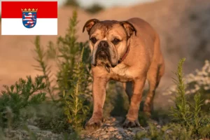 Read more about the article Hodowcy i szczenięta Buldog kontynentalny w Hesja
