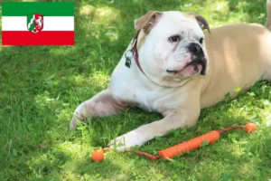 Read more about the article Hodowcy i szczenięta Buldog kontynentalny w Nadrenia Północna-Westfalia