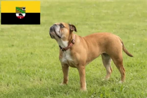 Read more about the article Hodowcy i szczenięta Buldog kontynentalny w Saksonia-Anhalt
