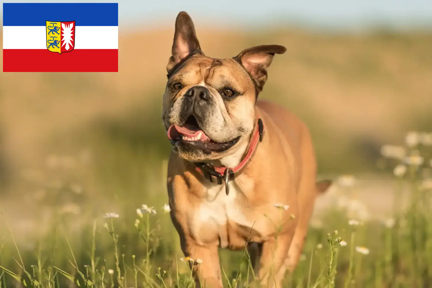 Read more about the article Hodowcy i szczenięta Buldog kontynentalny w Szlezwik-Holsztyn