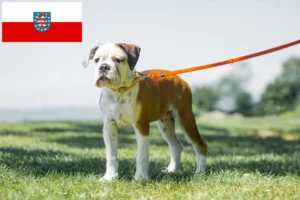Read more about the article Hodowcy i szczenięta Buldog kontynentalny w Turyngia