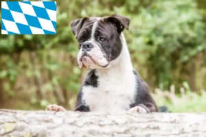 Read more about the article Hodowcy i szczenięta Buldog kontynentalny w Bawaria