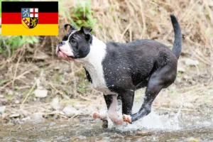 Read more about the article Hodowcy i szczenięta Buldog kontynentalny w Kraj Saary