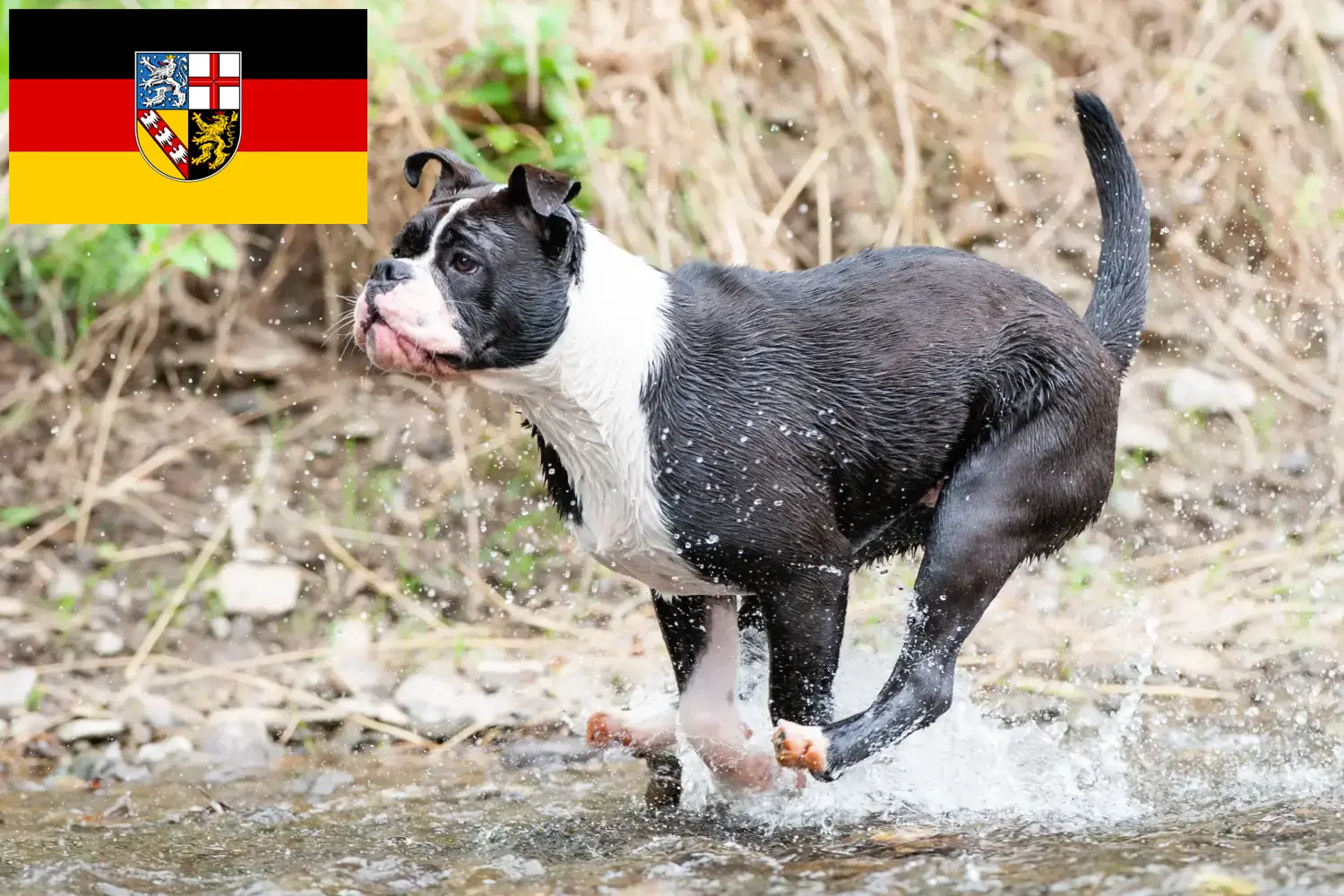 Buldog kontynentalny szczenięta i hodowcy Kraj Saary Tutaj znajdziesz hodowców buldogów kontynentalnych w Kraj Saary.