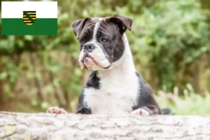 Read more about the article Hodowcy i szczenięta Buldog kontynentalny w Saksonia