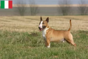 Read more about the article Hodowcy i szczenięta bull terrier w Włochy