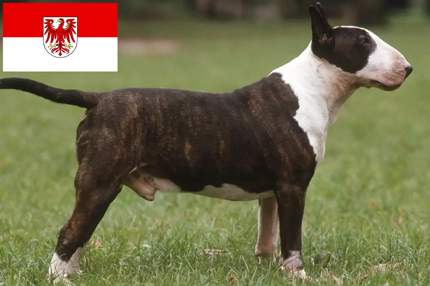 Bull terier szczenięta i hodowcy Brandenburgia Tutaj znajdziesz hodowców rasy Bull terrier w Brandenburgia.