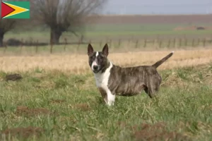 Read more about the article Hodowcy i szczenięta bull terrier w Gujana