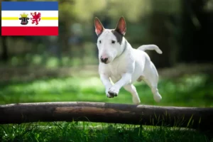 Read more about the article Hodowcy i szczenięta bull terrier w Meklemburgia-Pomorze Przednie