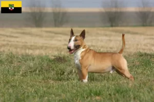 Read more about the article Hodowcy i szczenięta bull terrier w Saksonia-Anhalt