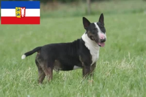 Read more about the article Hodowcy i szczenięta bull terrier w Szlezwik-Holsztyn