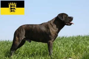 Read more about the article Hodowcy i szczenięta bullmastiff w Badenia-Wirtembergia