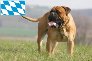 Read more about the article Hodowcy i szczenięta bullmastiff w Bawaria