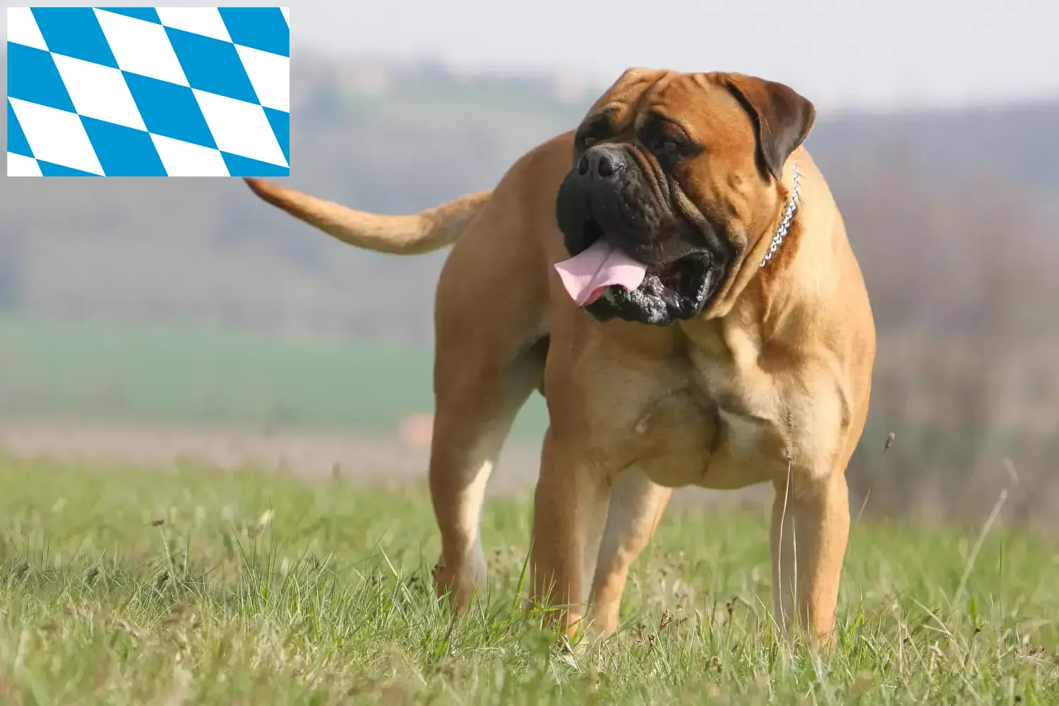 Read more about the article Hodowcy i szczenięta bullmastiff w Bawaria