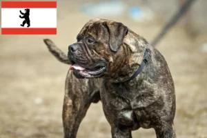 Read more about the article Hodowcy i szczenięta bullmastiff w Berlin