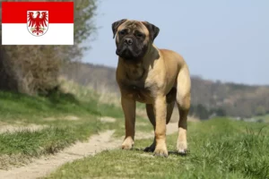 Read more about the article Hodowcy i szczenięta bullmastiff w Brandenburgia
