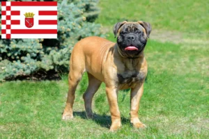 Read more about the article Hodowcy i szczenięta bullmastiff w Brema