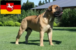 Read more about the article Hodowcy i szczenięta bullmastiff w Dolna Saksonia