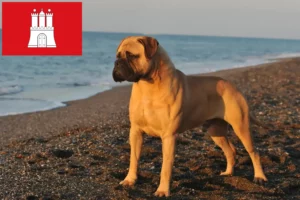 Read more about the article Hodowcy i szczenięta bullmastiff w Hamburg