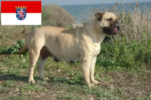 Read more about the article Hodowcy i szczenięta bullmastiff w Hesja