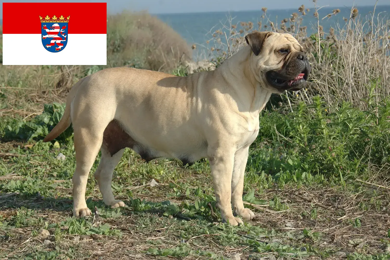 Read more about the article Hodowcy i szczenięta bullmastiff w Hesja