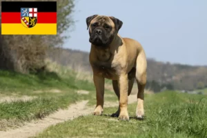 Read more about the article Hodowcy i szczenięta bullmastiff w Kraj Saary