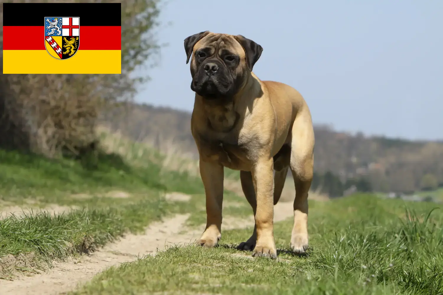 Read more about the article Hodowcy i szczenięta bullmastiff w Kraj Saary