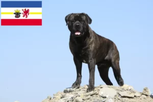 Read more about the article Hodowcy i szczenięta bullmastiff w Meklemburgia-Pomorze Przednie