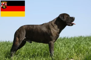 Read more about the article Hodowcy i szczenięta bullmastiff w Nadrenia-Palatynat